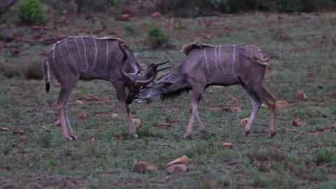 Greater kudu fighting and interlocking antlers in South Africa.