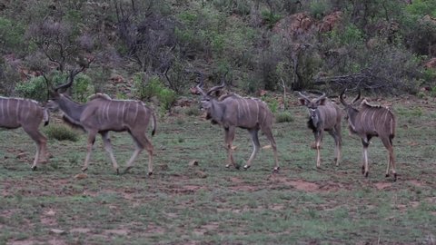 Group of greater kudu walking through a field in South Africa