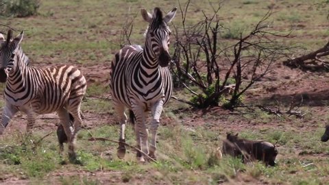 Zebras and warthogs get startled and run away.