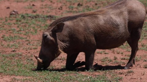 Warthog eating off of the ground in a field in Sound Africa