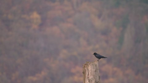 Raven or crow bird sitting on dead tree then flying away in slow motion