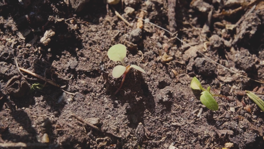 Insect mooving in slow motion on dry soil
