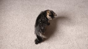 Tabby kitten jumping and playing with itself, running around in a circle. Little Cat is turning to its tail. Kitty catching its tail. Funny domestic animals. Silly comical cat.