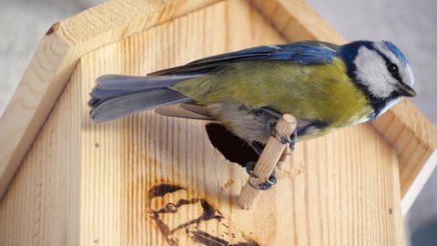 Blue tit builds a nest in the nest box. Couple of Eurasian blue tit preparing for brood, builds a nest of moss, close up view.