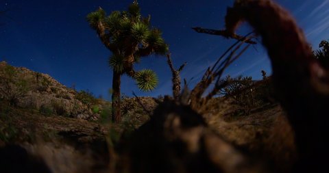 Joshua Tree Desert Night Sky Star Trails Timelapse 4K