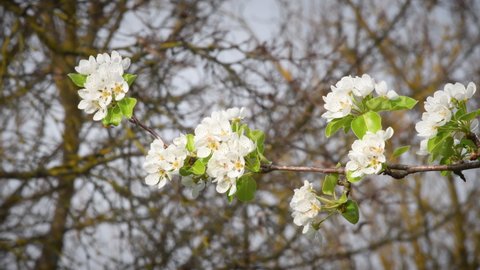 pear tree in bloom in spring