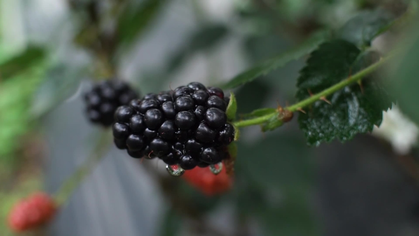 sweet Ripe blackberries in the graden bedugul Bali