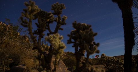 Desert Cactus Night Sky Timelapse Stars 4K