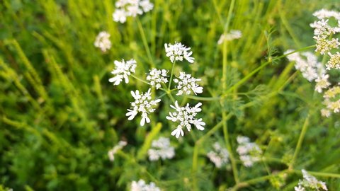 Coriander flowers blooming in spring time. Coriander flowers in the vegetable garden. Cilantro flowers in fields. Its seed is a famous Spice. Made a sauce from its green leaves.