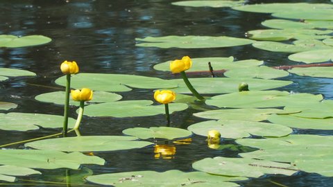 Thickets and flowers of yellow water lily in the pond. Beautiful water yellow lily flowers. Nuphar lutea. Camera zooming in