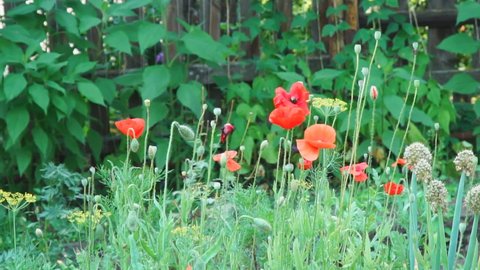 Red poppy flowers are swayed by the wind on the garden bed. Slow motion. Camera panning