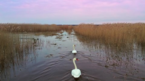 A pair of white swans swim on a lake that has almost melted from the ice and is covered with yellow reeds and grass, the swans swim together. Aerial footage with the cinematic panoramic camera motion