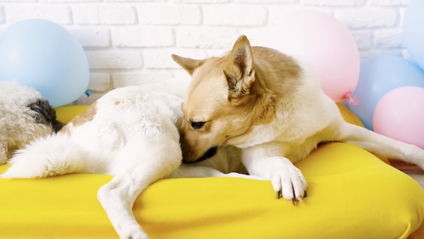 cute dog lying on dog bed cleaning