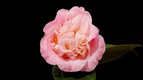 Time lapse footage of the blooming of pink camellia from bud to full blossom, isolated on black background close up view, zoom out effect. - Powered by Shutterstock - Get 15% off with code: PIKWIZARD15