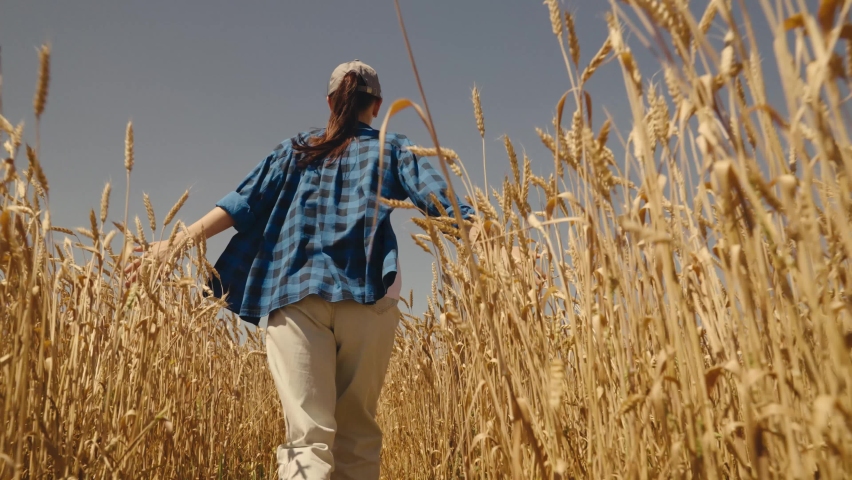 farmer runs across field fresh wheat. agriculture concept. farming. agribusiness wheat farm. working partner company running rural wheat field road. success grown fresh grain. employment harvesting Royalty-Free Stock Footage #1088750067