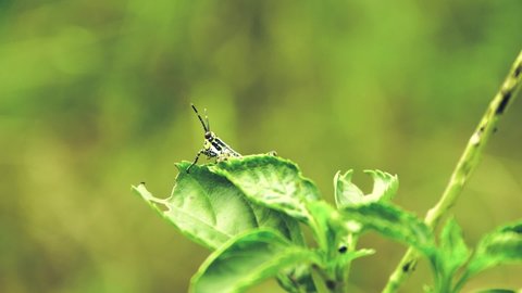 Grasshopper standing on a green flower with a blurred background