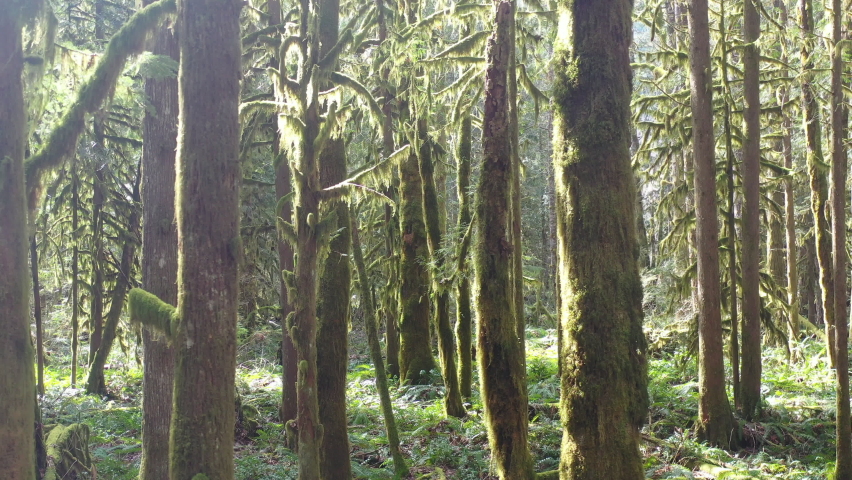 Moss and other epiphytic growth cover the green, old growth rainforest found near Mount Hood, Oregon. These beautiful temperate forests offer myriad habitats for both flora and fauna to thrive.
