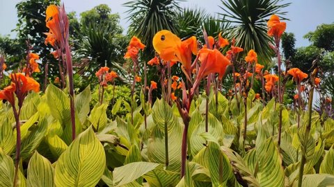 a collection of canna indica flowers blooming in the garden of surabaya