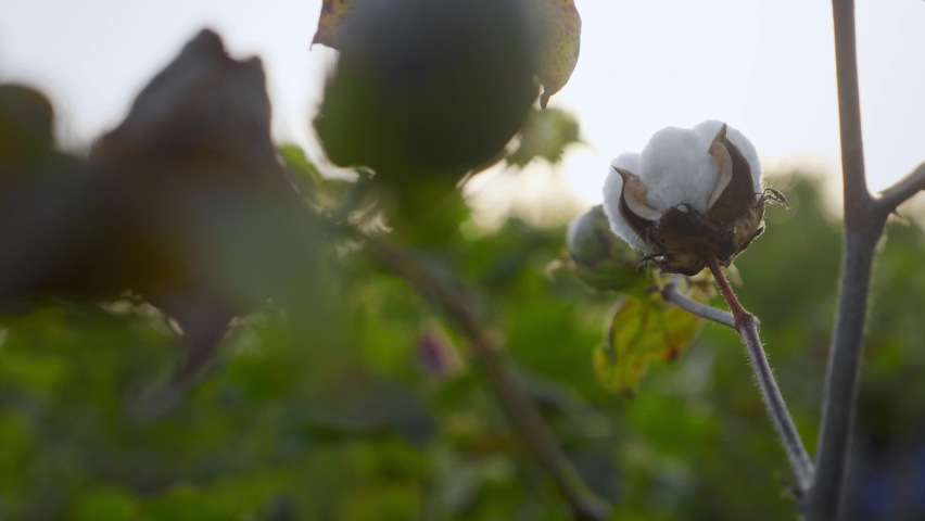 Low angle close up shot of a Commercial agriculture Cotton Plantation Farming field with full-blown Boll against Sunrise or sunset or evening Sunlight dawn Royalty-Free Stock Footage #1088753709