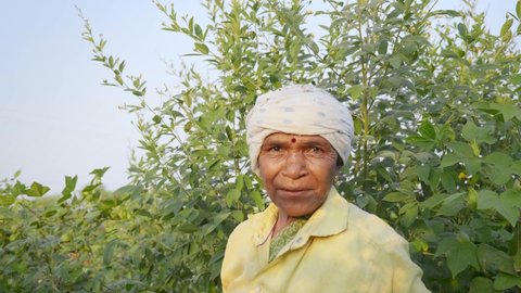 Smiling Elderly or Old Indian Asian Traditional Rural Female Farmer or Woman Daily wage Labourer standing in an Agricultural Plantation field looking at Camera. Concept of Commercial Cotton Farming