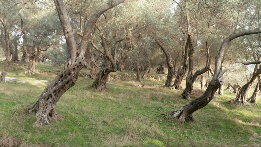 Olive orchard - tree trunks with gnarled barks on green grass. Grove with old trees in the Mediterranean region is the source of olive oil. Establishing shot of beautiful forest or park in the morning Royalty-Free Stock Footage #1088754211