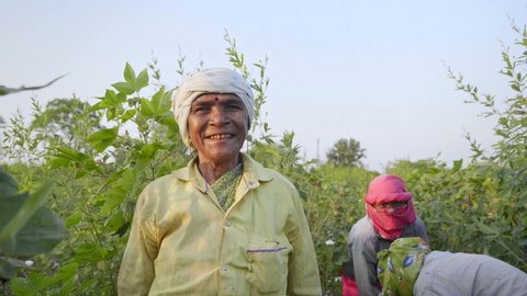 Smiling Elderly or Old Indian Asian Traditional Rural Female Farmer with fellow Women Labourers standing in an Agricultural Plantation field looking at Camera. Concept of Commercial Cotton Farming
