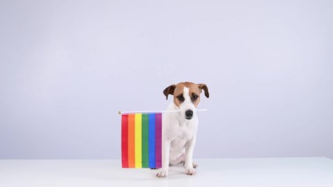 Jack russell terrier dog holding a rainbow flag in his mouth on a white background. Copy space. 