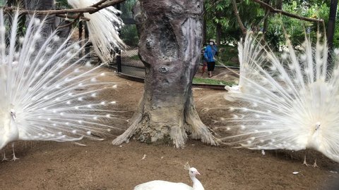 White Peacock Pavo(Phasianidae) in the aviary (bird video clip) Chainat Bird Park, Thailand, March 30, 2022.
