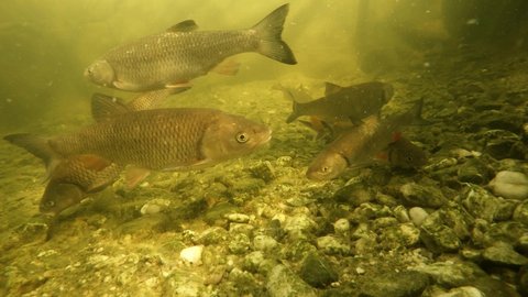Shoal of fish.  European Chub, Roach and Sturgeon. Underwater footage with scene from garden pond on fishing and farming theme.