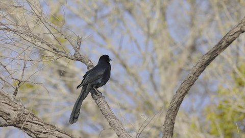 Great Tailed Grackle Perched on Branch Slow Motion