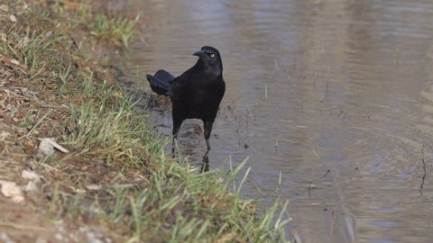Great Tailed Grackle Walking on Shore Slow Motion