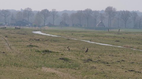 Hares in the polder of Eemnes in the Netherlands