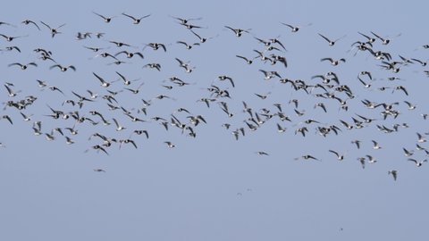 Barnacle geese flying in the polder of Eemnes in the netherlands, end of the shot they all dissapear with a blue sky left