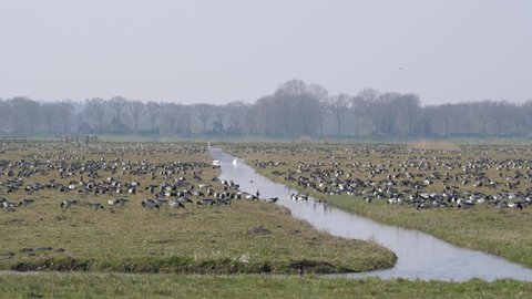 Barnacle geese foraging in the polder of Eemnes in the Netherlands