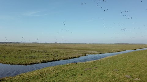 Barnacle geese foraging in the polder of Eemnes in the Netherlands, pan shot
