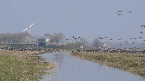 Barnacle geese flying and landing in the polder of Eemnes in the netherlands