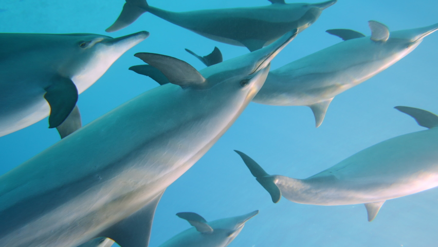 Dolphins playing in the blue water of Red sea. Underwater shot of wild dolphin taking breath. Aquatic marine animals in their natural habitat. Closeup of friendly bottlenose. Wildlife nature Royalty-Free Stock Footage #1088759109