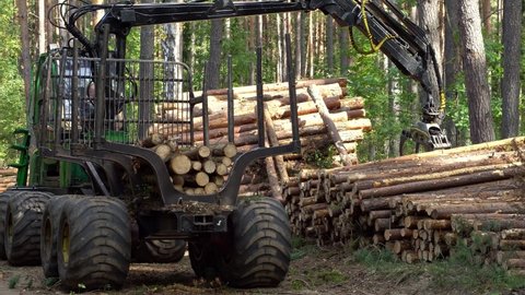 Minsk, Belarus, september 3, 2022: Loading logs on a truck trailer using a tractor loader with a grab crane. Transportation of coniferous logs to the sawmill. Deforestation and exploitation of nature