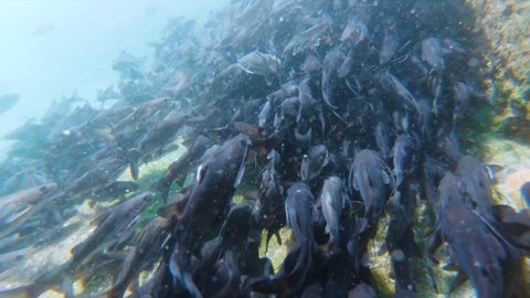 Massive school of fish swim underwater in shallow water of Gomati river at Dwarka, Gujarat, India. Slow motion shot school of fish of the sea water