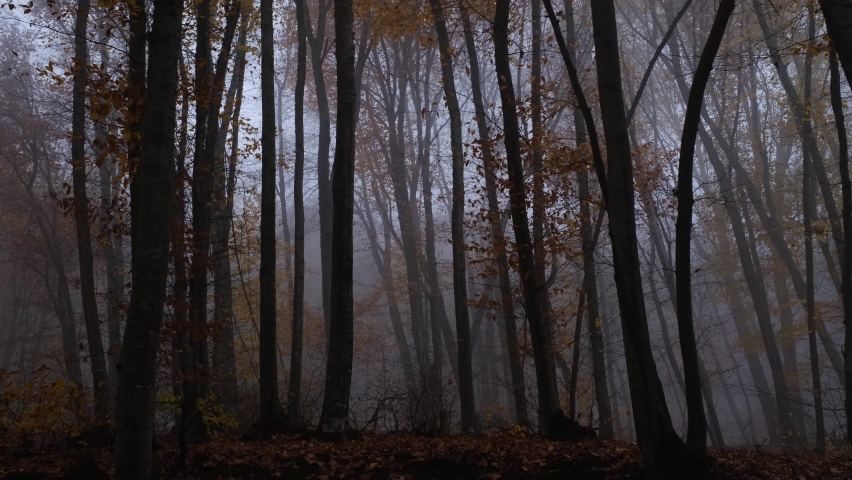 Autumn nature forest landscape in dark cloudy day. beautiful misty wood. Morning fog at beautiful fall season woodland. idea and concept of discovery and adventure