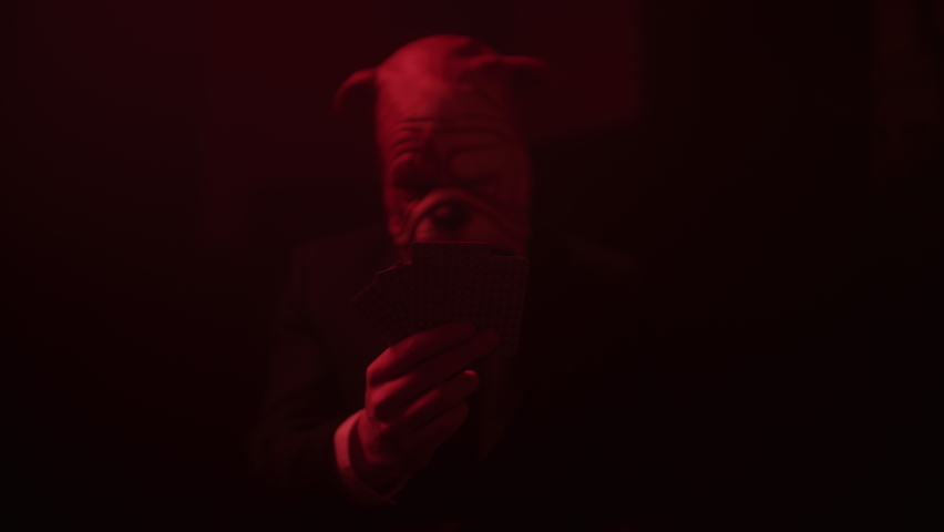 Man in a bulldog mask playing cards in a dark, red room. Weird, scary scene, gambling and hazard concept. | Shutterstock HD Video #1088760613