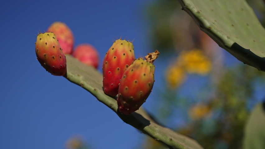 Colorful opuntia cactus fruits plantation. Royalty-Free Stock Footage #1088761723
