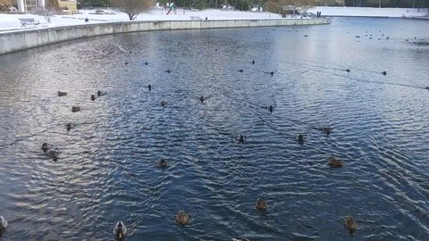At the beginning of winter, snow fell on the shores of the lake, but no ice has yet formed on the surface. Ducks swim on the water, swim up and fly up to people in search of food