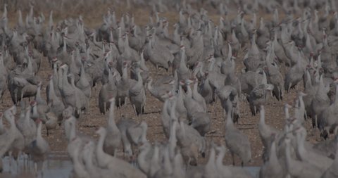 Arizona Whitewater Draw Wildlife Management Area Flock Cranes in Winter Habitat