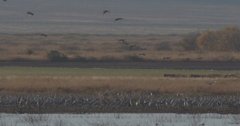 Sandhill Crane Flock Cranes Standing Flying Landing at Dawn Dusk Morning Evening