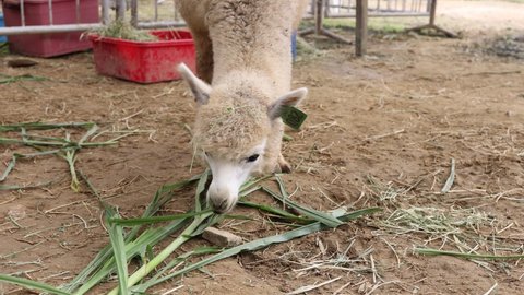 The alpacas eating glass in Alpacas farm
