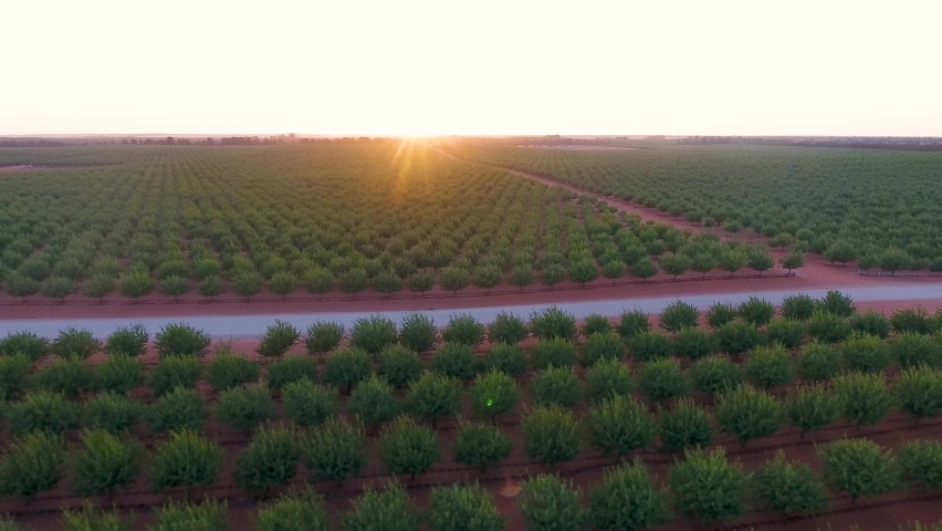 Almond Plantation in Australia during Sunrise Royalty-Free Stock Footage #1088766205