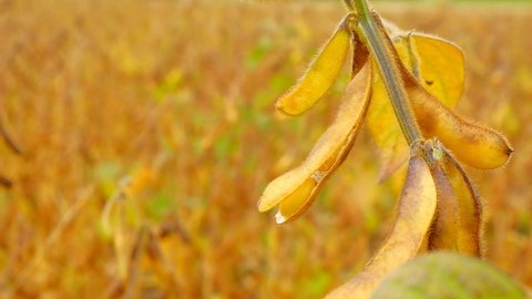 Soybean.Pods of ripe soybeans close-up. field of ripe soybeans. soybean field. 4k footage