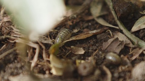 wood louse eating on the dirt