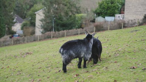 Two pygmy Goats play fighting in a field - 100fps - 4K